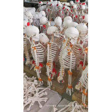PNT-0153 Farbige Life-Size-Kunststoff Medizinische anatomischen menschlichen Schädel Modell zum Verkauf